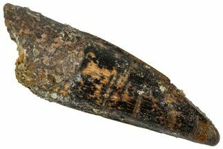 Juvenile Fossil Spinosaurus Tooth - Real Dinosaur Tooth #348699