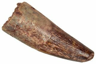 Juvenile Fossil Spinosaurus Tooth - Real Dinosaur Tooth #348711