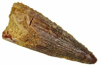 Juvenile Fossil Spinosaurus Tooth - Real Dinosaur Tooth #348714