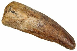 Juvenile Fossil Spinosaurus Tooth - Real Dinosaur Tooth #348717