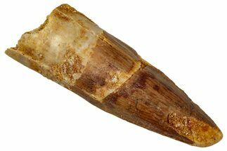Juvenile Fossil Spinosaurus Tooth - Real Dinosaur Tooth #348719