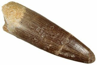 Fossil Plesiosaur (Zarafasaura) Tooth - Morocco #349850