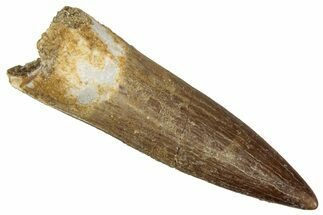 Fossil Plesiosaur (Zarafasaura) Tooth - Morocco #349859