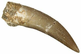 Fossil Plesiosaur (Zarafasaura) Tooth - Morocco #349863