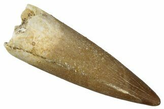 Fossil Plesiosaur (Zarafasaura) Tooth - Morocco #349866