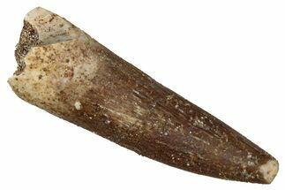 Fossil Plesiosaur (Zarafasaura) Tooth - Morocco #349869