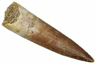 Fossil Plesiosaur (Zarafasaura) Tooth - Morocco #349870