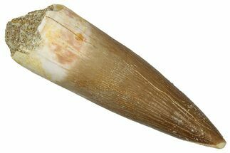 Fossil Plesiosaur (Zarafasaura) Tooth - Morocco #349872