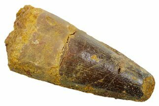 Fossil Spinosaurus Tooth - Feeding Worn Tip #349757