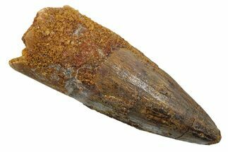 Fossil Spinosaurus Tooth - Real Dinosaur Tooth #349760