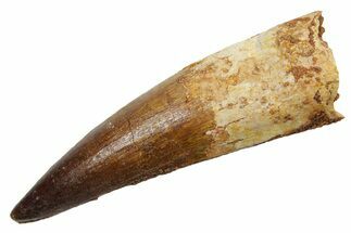 Fossil Spinosaurus Tooth - Real Dinosaur Tooth #349766