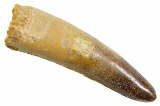 Fossil Spinosaurus Tooth - Feeding Worn Tip #349769