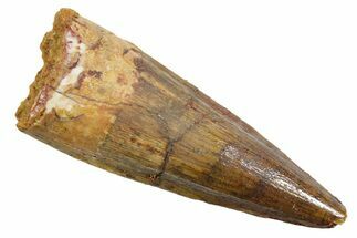 Fossil Spinosaurus Tooth - Real Dinosaur Tooth #349775