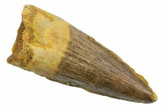 Fossil Spinosaurus Tooth - Real Dinosaur Tooth #349779
