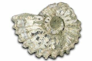 Bumpy Ammonite (Douvilleiceras) Fossil - Madagascar #343819