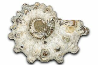 Bumpy Ammonite (Douvilleiceras) Fossil - Madagascar #343820