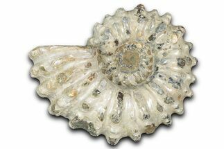 Bumpy Ammonite (Douvilleiceras) Fossil - Madagascar #343821