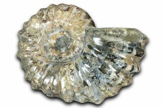 Bumpy Ammonite (Douvilleiceras) Fossil - Madagascar #343822