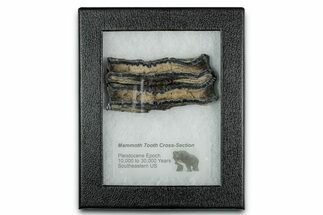 Mammoth Molar Slice With Case - South Carolina #349954
