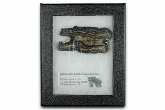 Mammoth Molar Slice With Case - South Carolina #349955