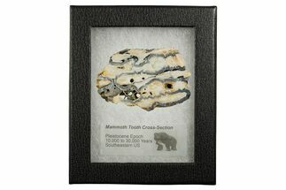 Mammoth Molar Slice With Case - South Carolina #349966