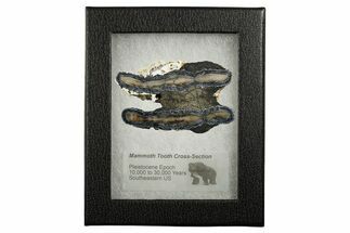 Mammoth Molar Slice With Case - South Carolina #349982