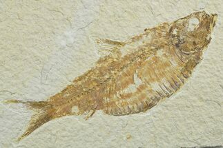 Detailed Fossil Fish (Knightia alta) - Wyoming #349569