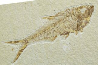 Detailed Fossil Fish (Diplomystus) - Wyoming #349572