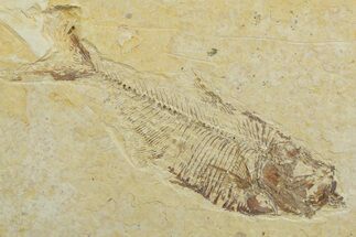 Bargain, Fossil Fish (Diplomystus) - Wyoming #349577