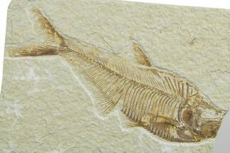 Bargain, Detailed Fossil Fish (Diplomystus) - Wyoming #349585