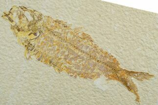 Bargain, Fossil Fish (Knightia) - Wyoming #349588