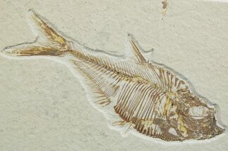 Detailed Fossil Fish (Diplomystus) - Wyoming #349610