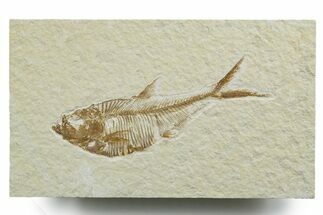 Detailed Fossil Fish (Diplomystus) - Wyoming #349618
