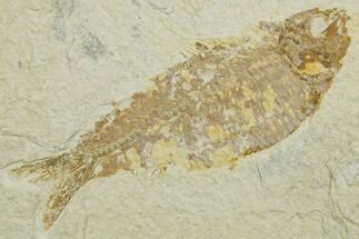 Detailed Fossil Fish (Knightia alta) - Wyoming #349623