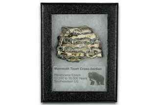 Mammoth Molar Slice With Case - South Carolina #349983
