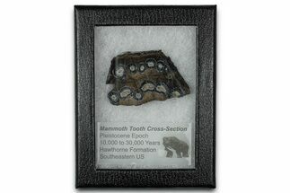 Mammoth Molar Slice With Case - South Carolina #349987
