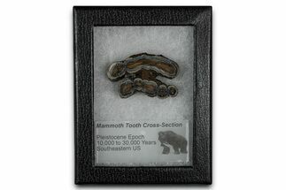 Mammoth Molar Slice With Case - South Carolina #349996