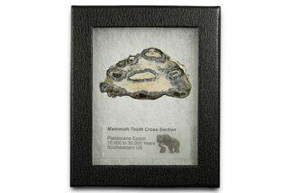 Mammoth Molar Slice With Case - South Carolina #350000