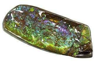 Iridescent Ammolite (Fossil Ammonite Shell) - Greens & Blues #336308