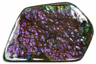 Iridescent Ammolite (Fossil Ammonite Shell) - Rare Purples #336309