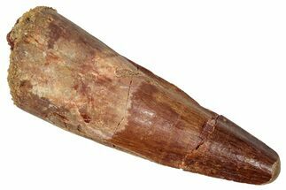 Fossil Spinosaurus Tooth - Real Dinosaur Tooth #350102