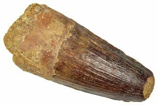 Fossil Spinosaurus Tooth - Feeding Worn Tip #350104