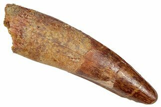 Fossil Spinosaurus Tooth - Feeding Worn Tip #350120