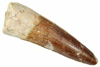 Fossil Spinosaurus Tooth - Real Dinosaur Tooth #350127