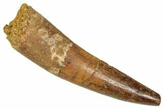 Fossil Spinosaurus Tooth - Real Dinosaur Tooth #350131