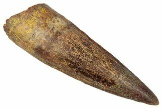 Fossil Spinosaurus Tooth - Real Dinosaur Tooth #350135