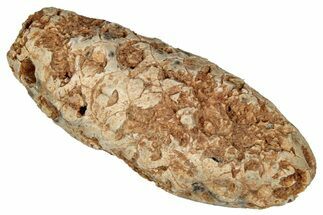 Fossil Cycadophyte Seed Cone - Boujdour, Morocco #349110