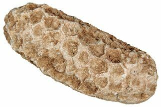 Fossil Cycadophyte Seed Cone - Boujdour, Morocco #349128
