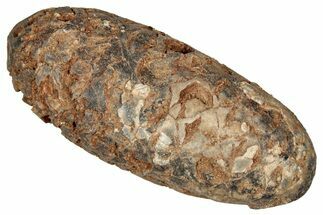 Fossil Cycadophyte Seed Cone - Boujdour, Morocco #349132
