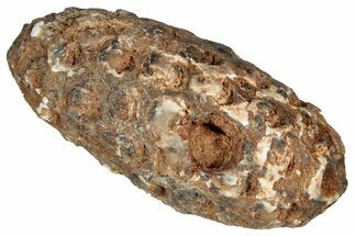 Fossil Cycadophyte Seed Cone - Boujdour, Morocco #349134